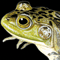 Thumbnail Image of Frog