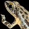Thumbnail Image of Frog