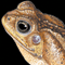 Thumbnail Image of Frog