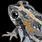 Thumbnail Image of Frog