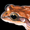 Thumbnail Image of Frog
