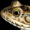 Thumbnail Image of Frog