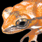 Thumbnail Image of Frog