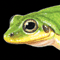 Thumbnail Image of Frog