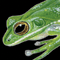 Thumbnail Image of Frog