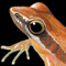 Thumbnail Image of Frog